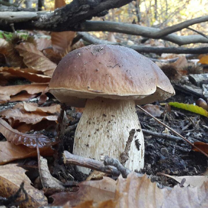 Le Mercou En Cevennes Saint-Martin-de-Boubaux Екстер'єр фото